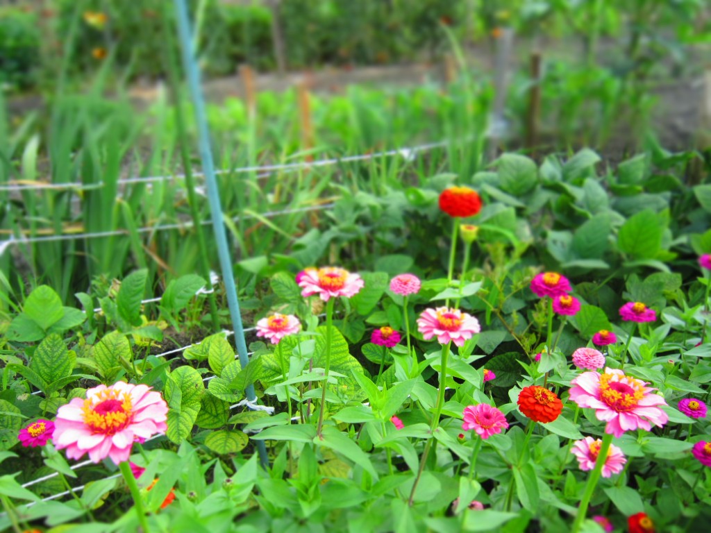写真2(花)