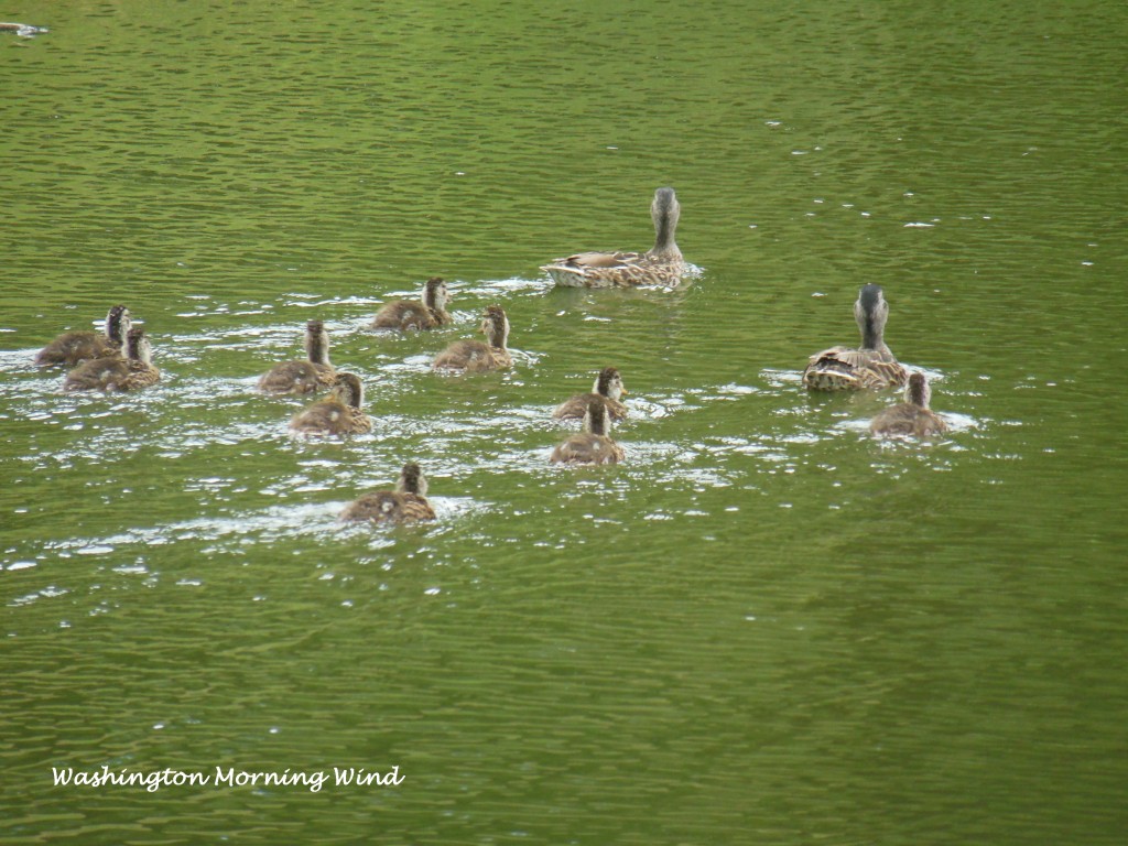 ducks
