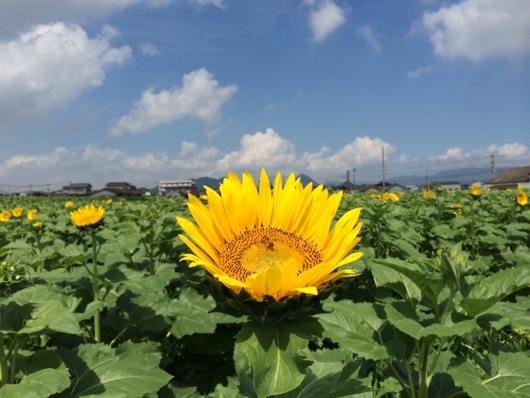 ひまわり