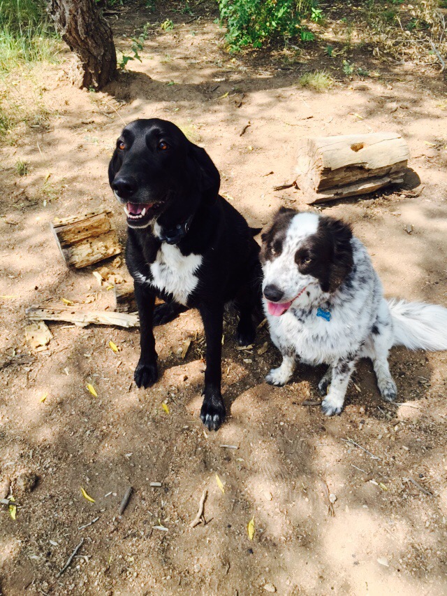 Dog Park