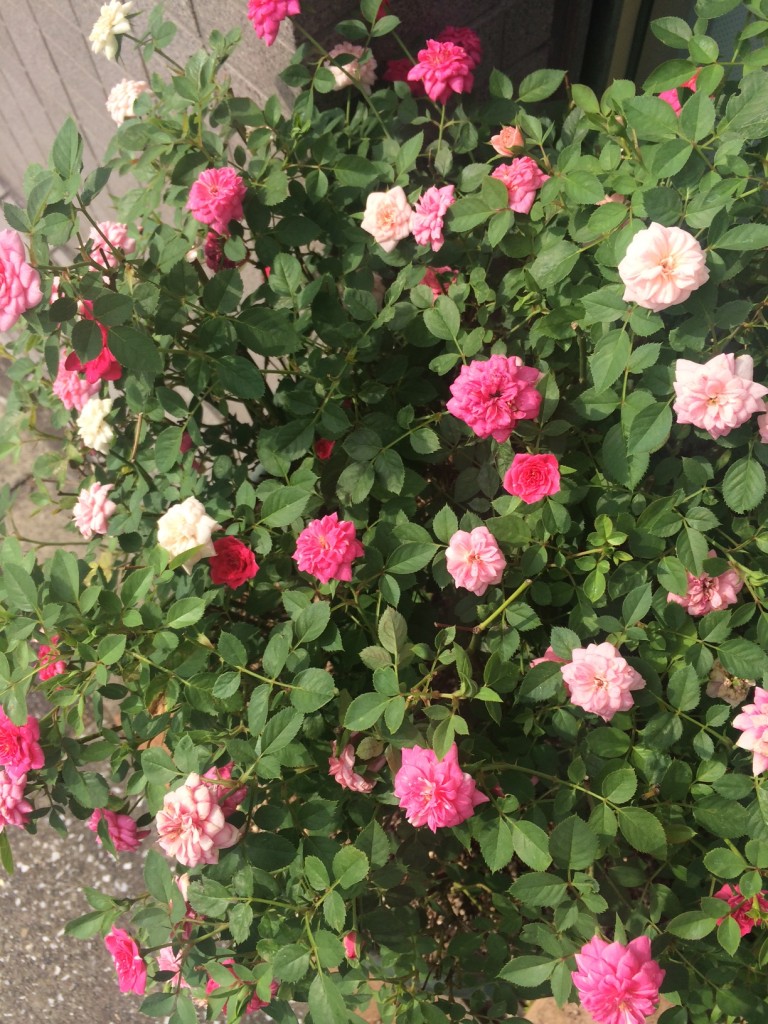 写真 5