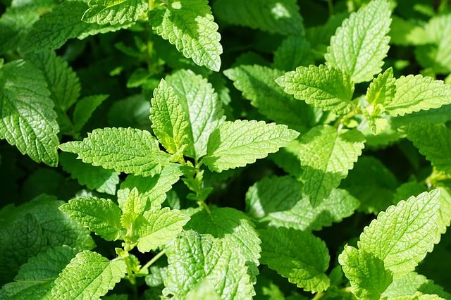 mint-793078_640