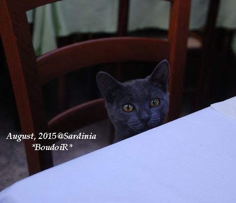 ねこ