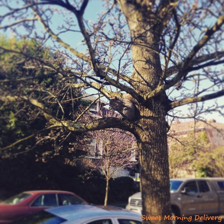 squirrel