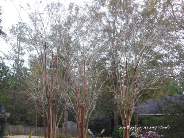 winter tree2