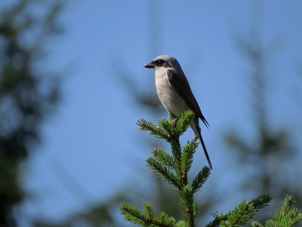 bird-284493_960_720