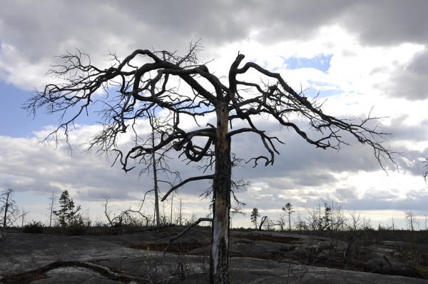tree-138563_960_720
