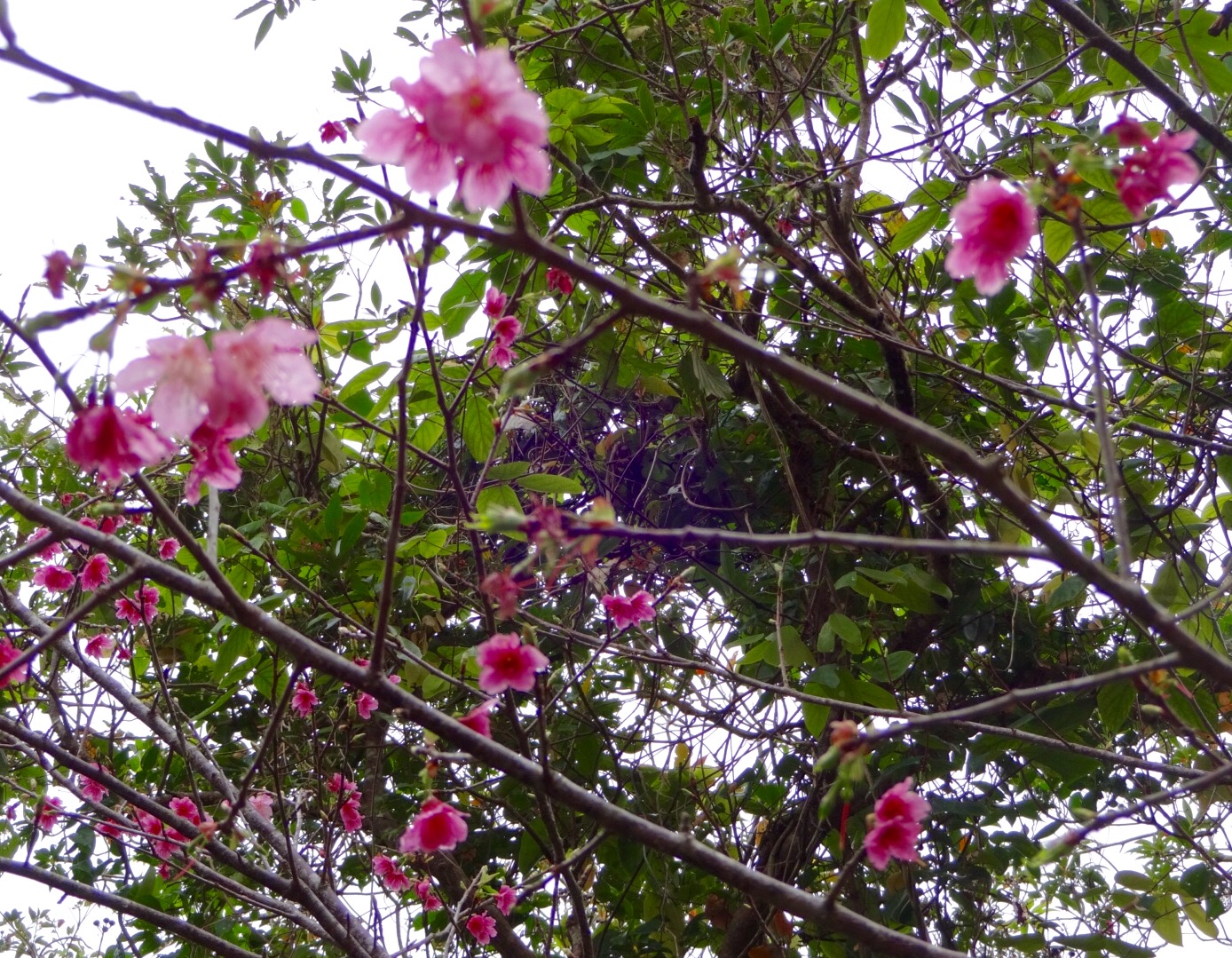一足早く情熱ピンク❤️ 沖縄🌺