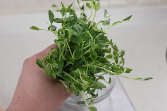 豆苗50g