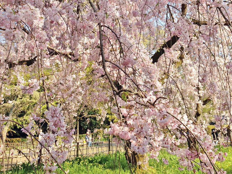 まだまだ間に合う！京都のおすすめ桜スポット5選