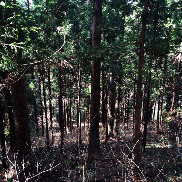 写真 3