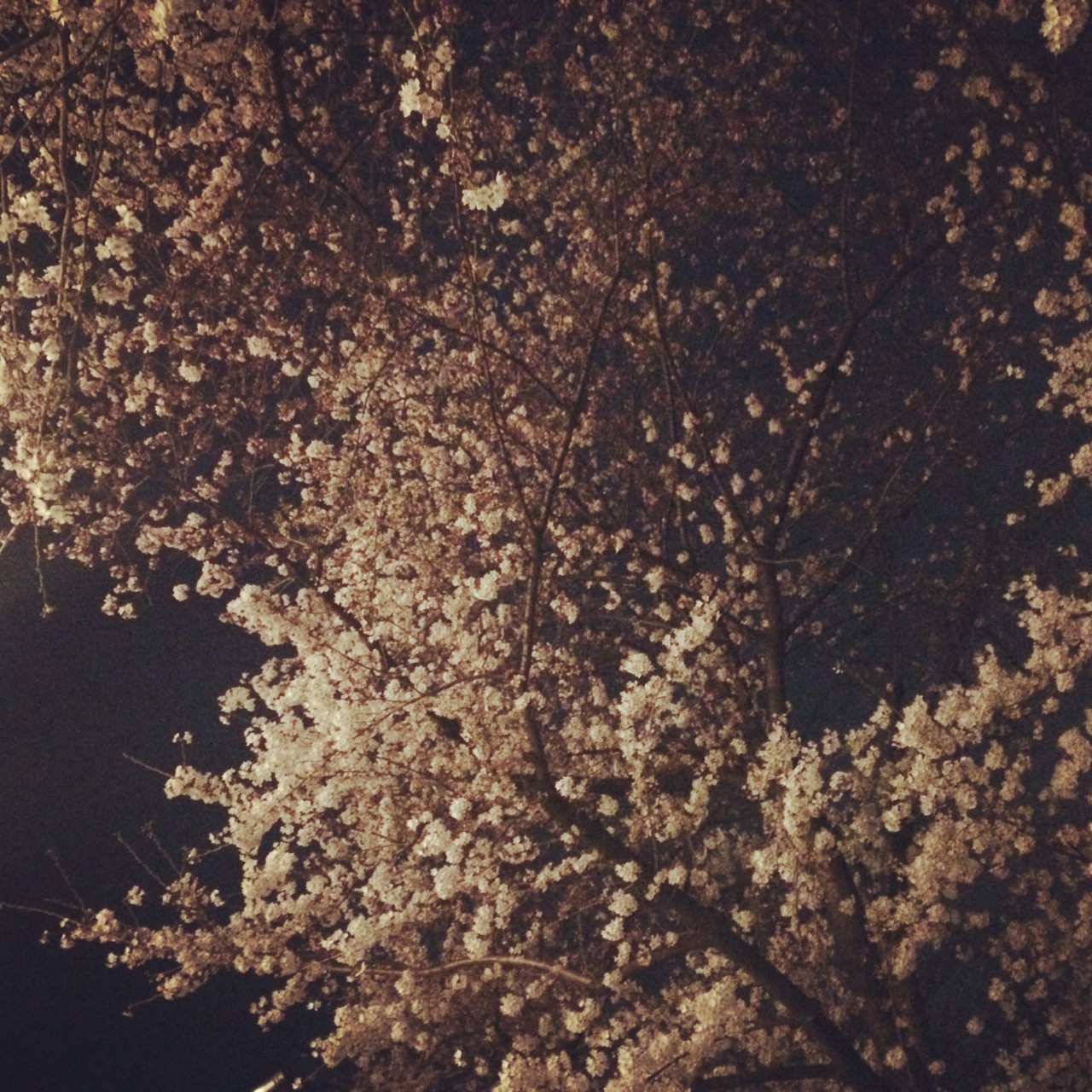 今年の桜