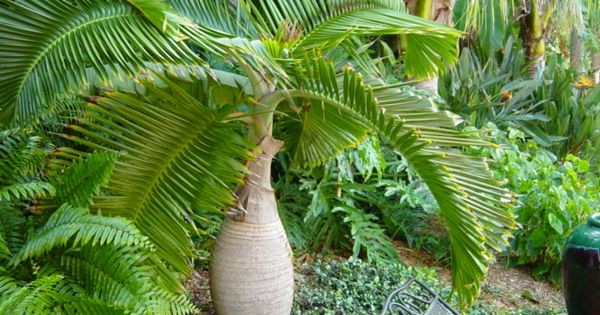 Bottle palm