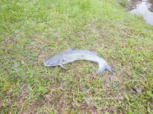 catfish