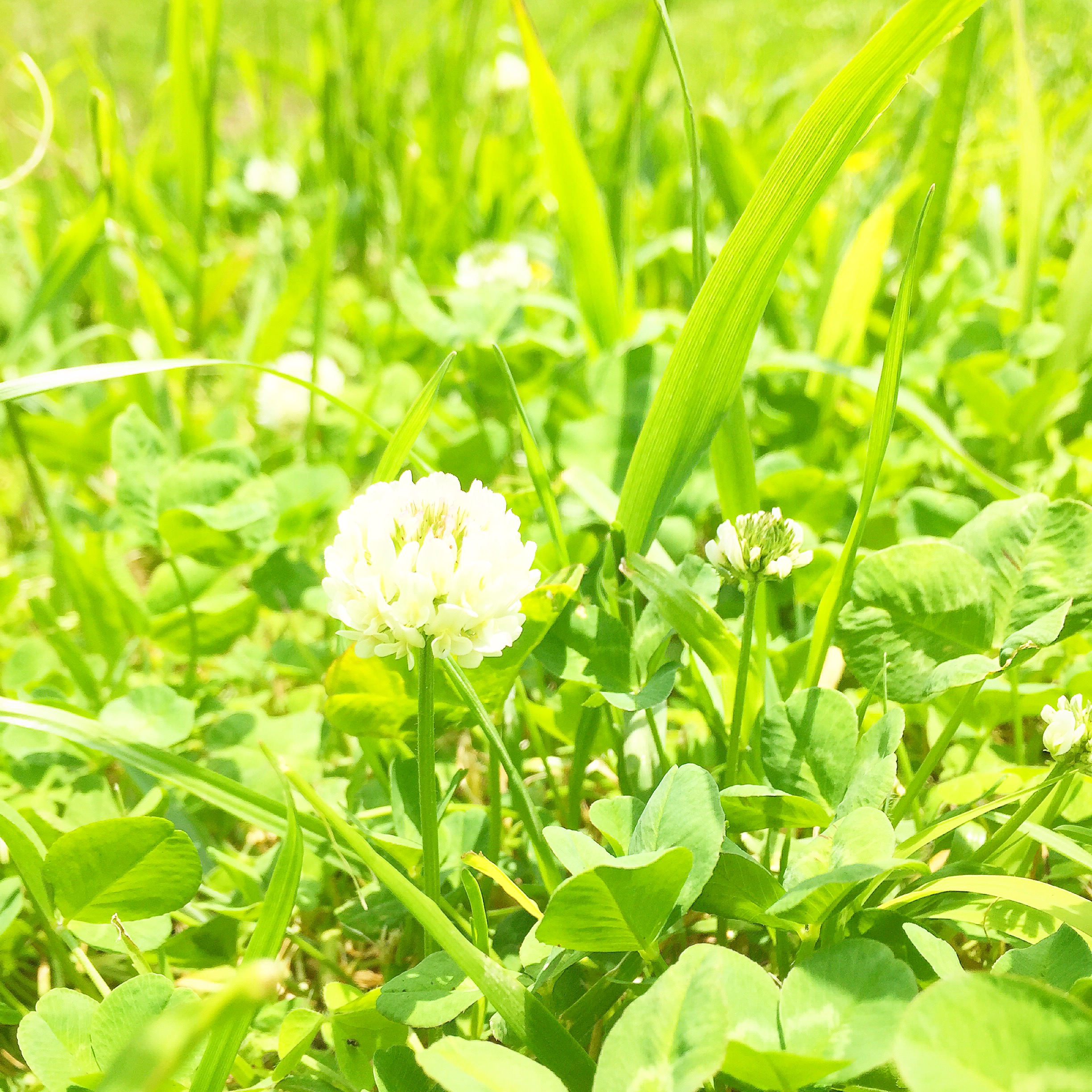 脳のゴールデンタイムに行う朝planning♪