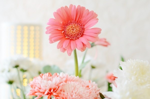 flowers-141294_640