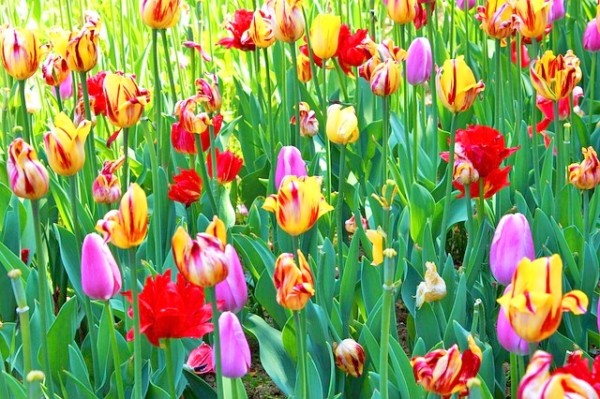 flowers-969593_640