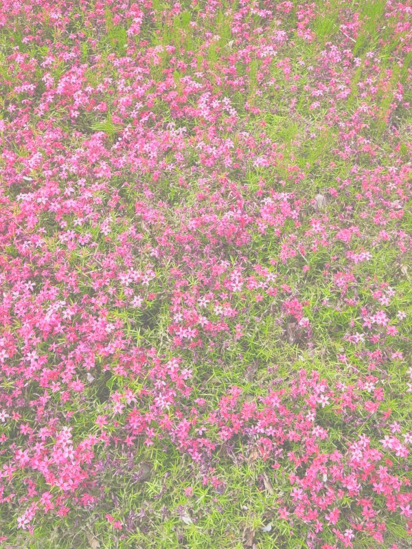 Exif_JPEG_PICTURE