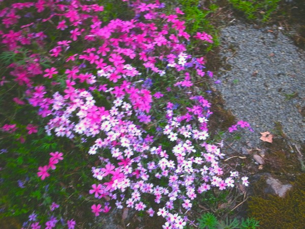 Exif_JPEG_PICTURE