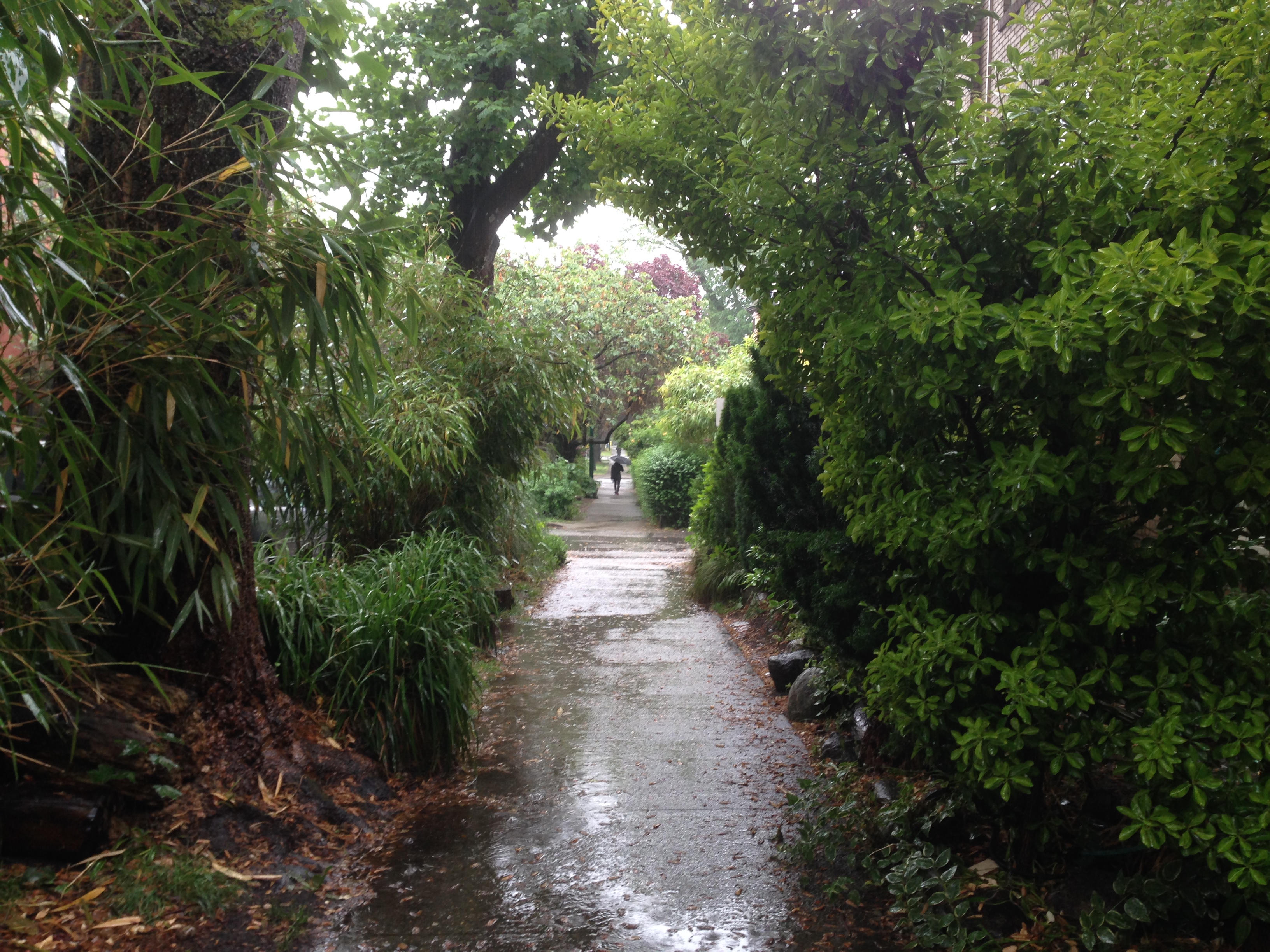 ～久しぶりの雨～