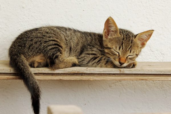 kitten-1137674_960_720