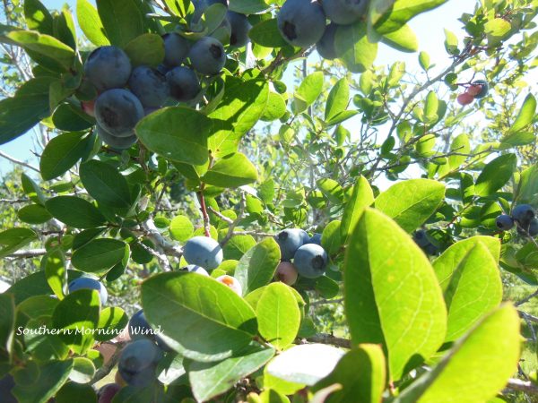 blueberry pick2