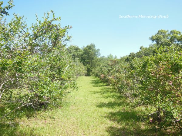 blueberry pick8