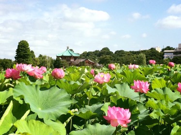 【上野】蓮の花を見て朝ごはん@ ボスコイルキャンティ【vol.95】