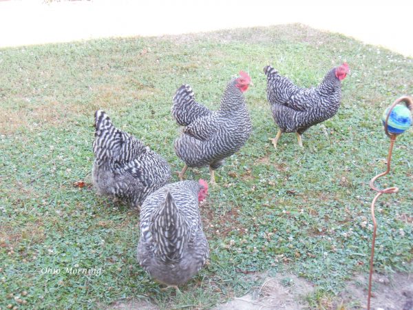 Hens