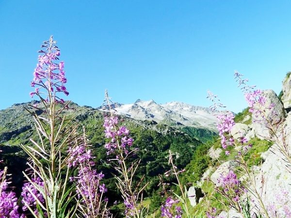 purple-69366_640