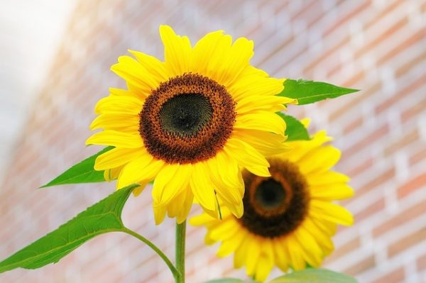 sunflower-448654_640