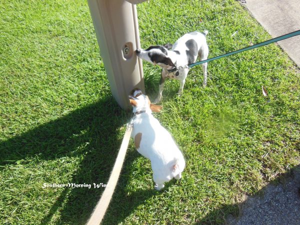 dogs