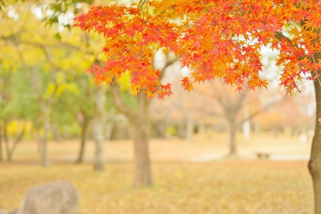 今日は「白露（はくろ）」…この季節の特徴とは？