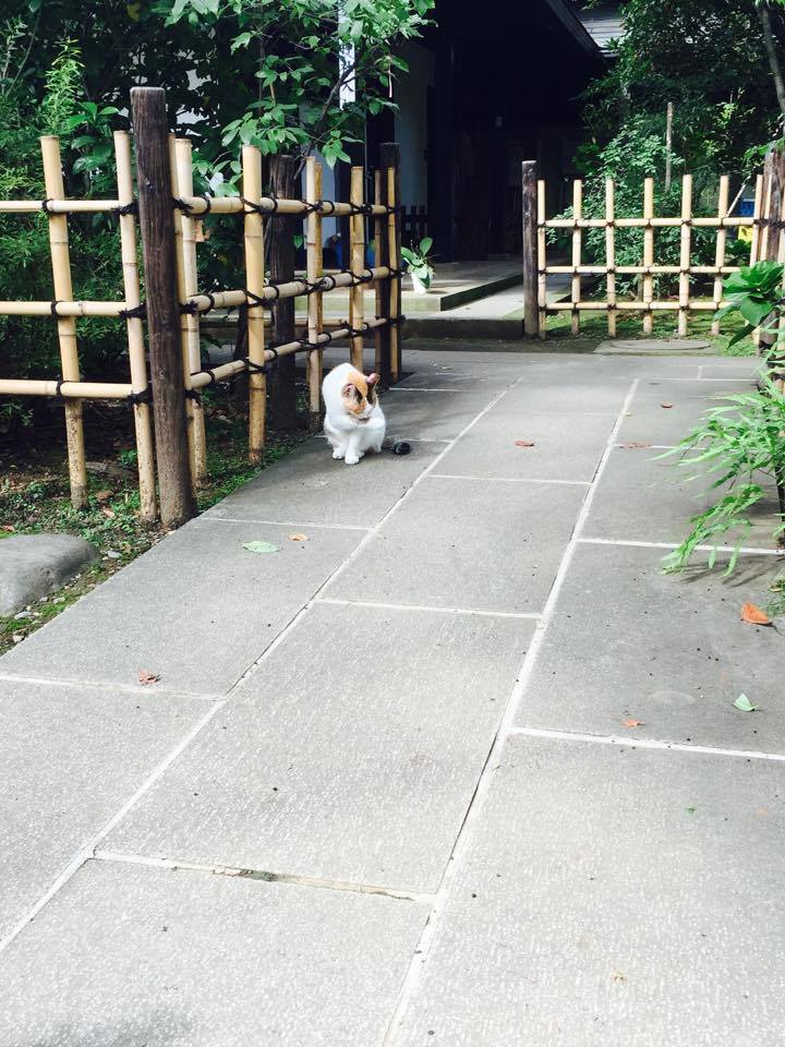 愛宕神社猫2