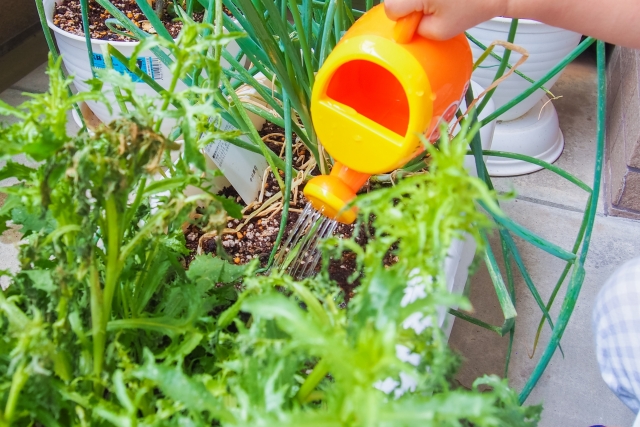 プランターで簡単♪「家庭菜園」初めてさんにおすすめの野菜とは？