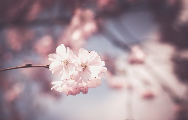 pink-1326168_960_720