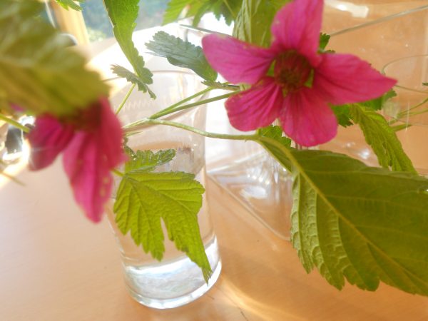 ラズベリーの花