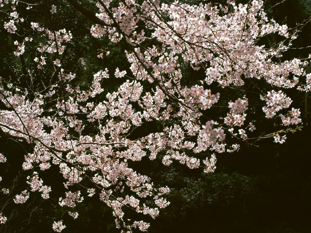 SU008_L