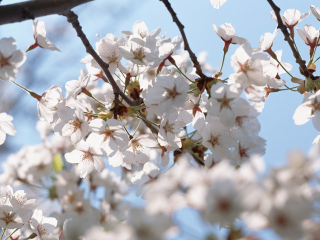 見どころいっぱい♪日帰りで楽しめる東京近郊「桜の名所」5選