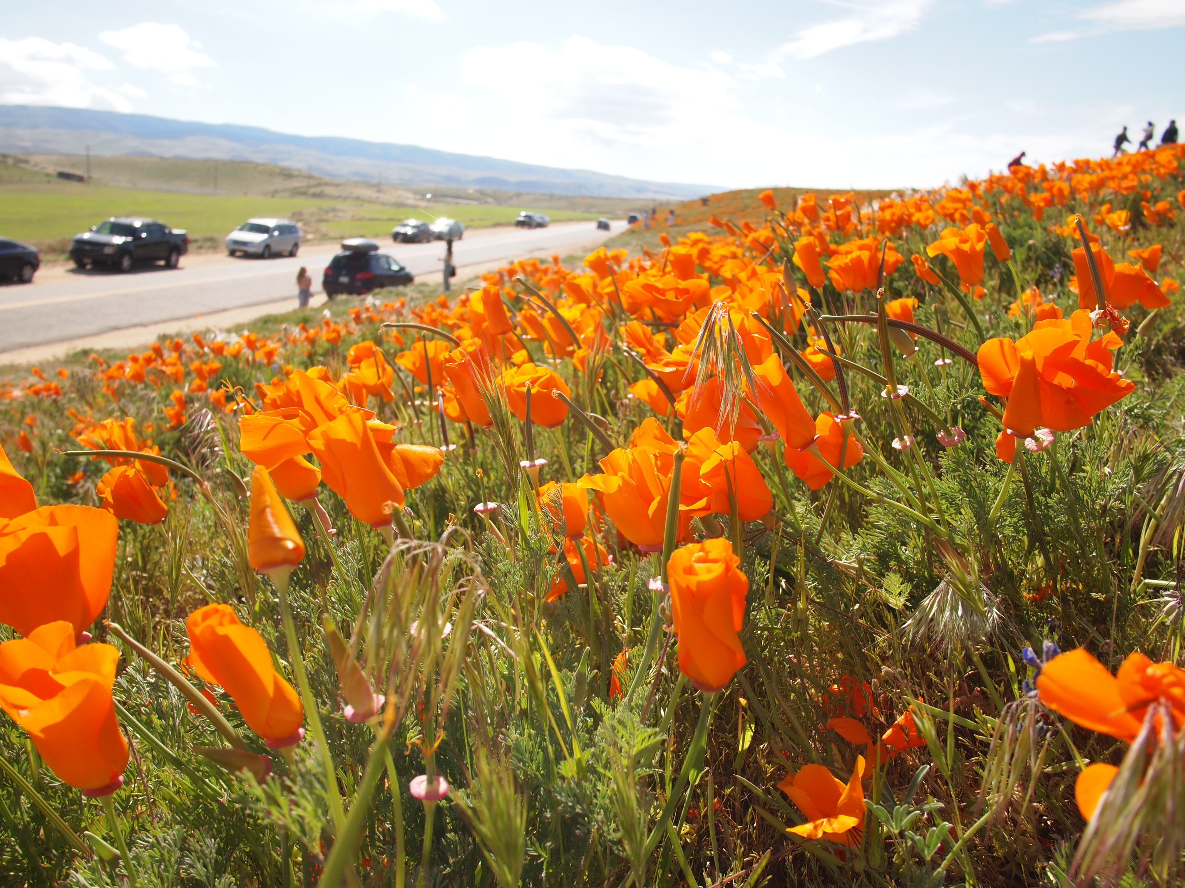 カリフォルニアポピーのお花畑