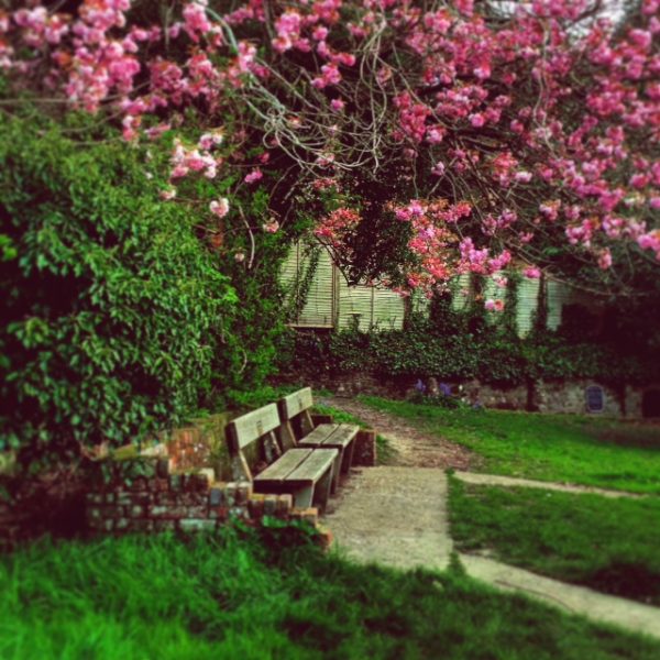 Cherry blossom 2