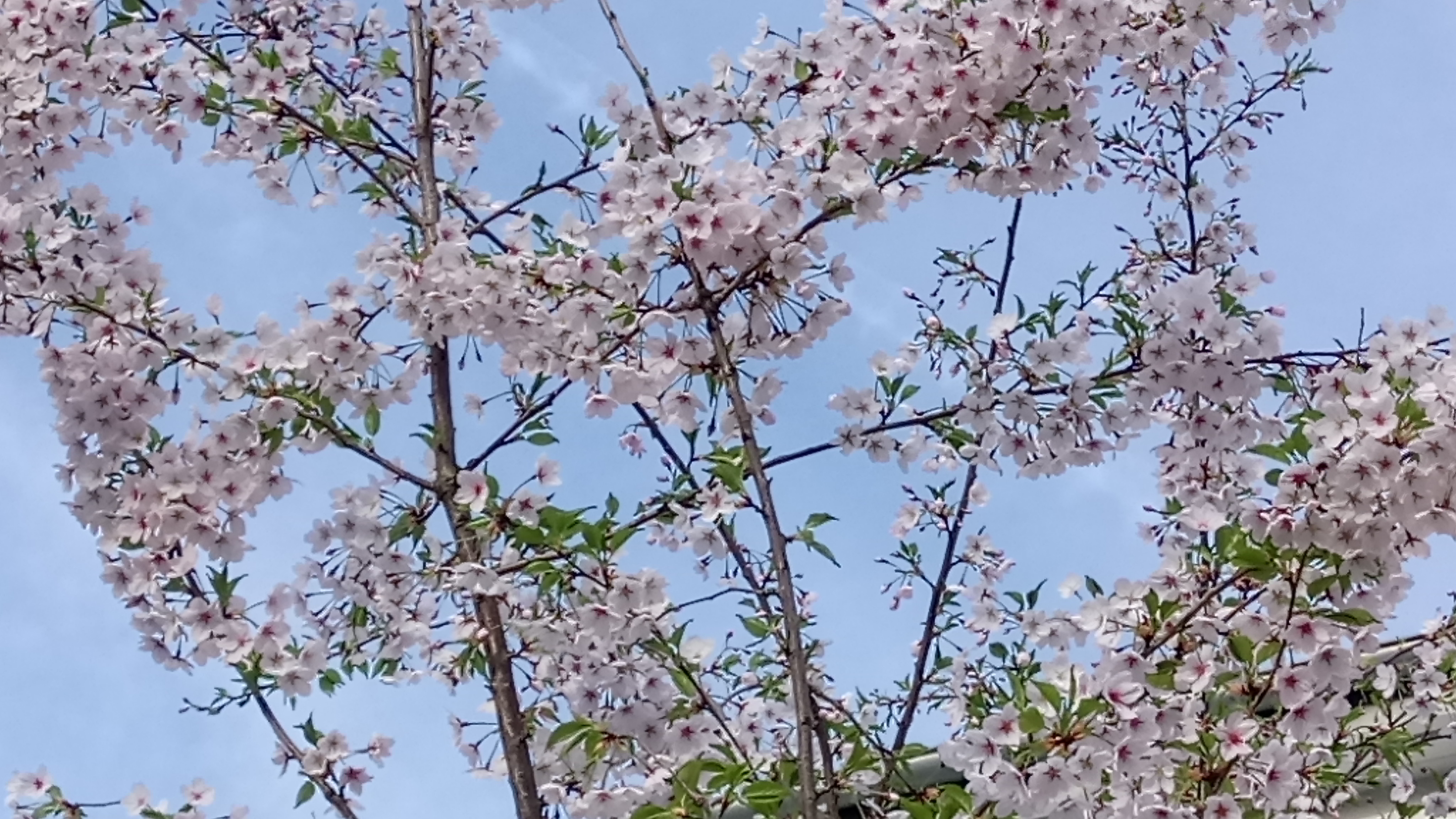 早かった春の訪れ ー デュッセルドルフの桜事情