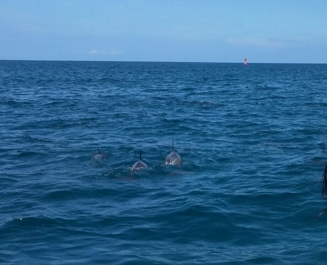 dolphin