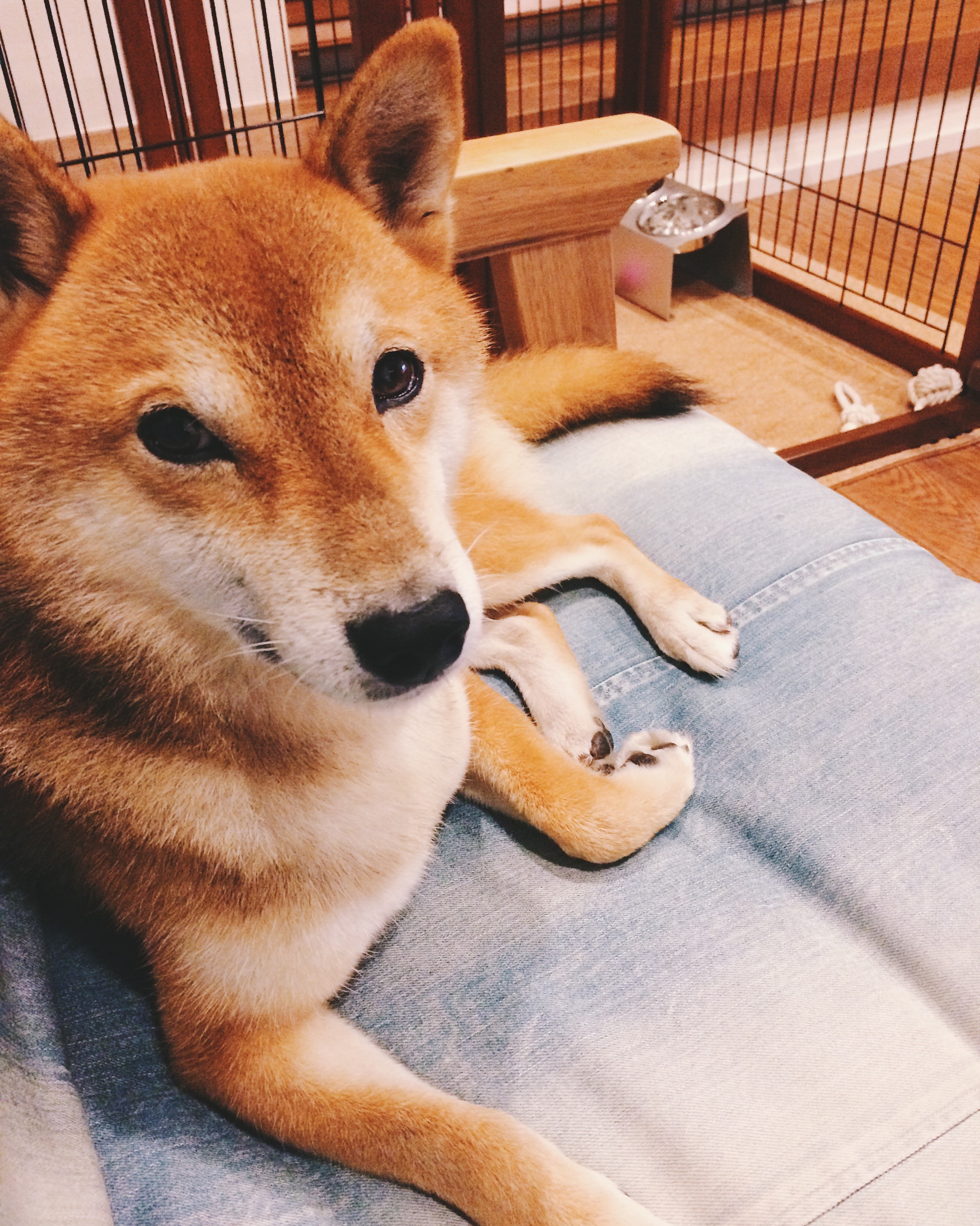 Q5 _犬との時間