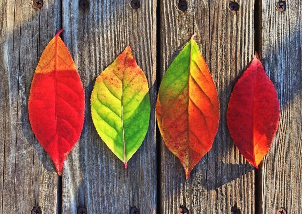 leaves-1051937_960_720
