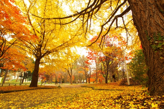 都内から気軽に行ける！これから見頃の「紅葉」スポット2つ