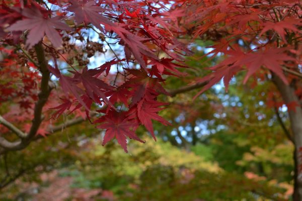 kyoto6