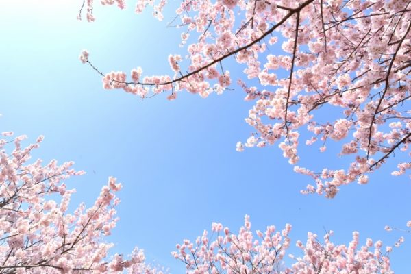 春に向けて！今から考えたい「やりたいこと」と「達成するヒント」