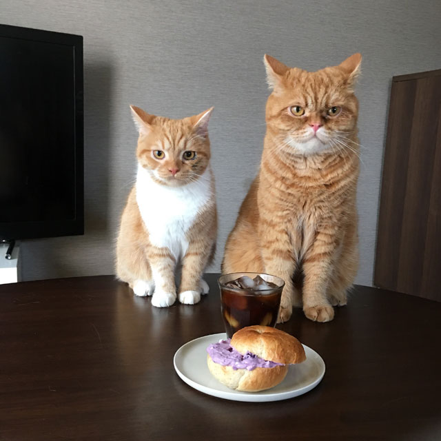パパンニャンニャンからブルーベリークリームチーズのベーグルサンドの前に座るおまめとこまめ