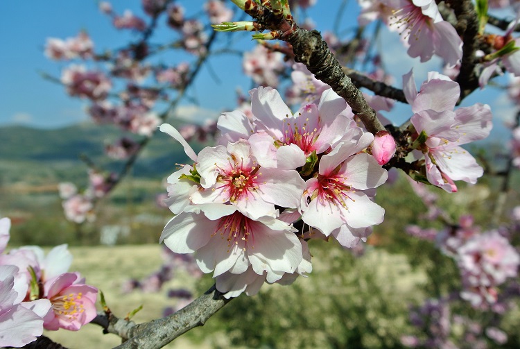 アーモンドの花がある景色を探す朝
